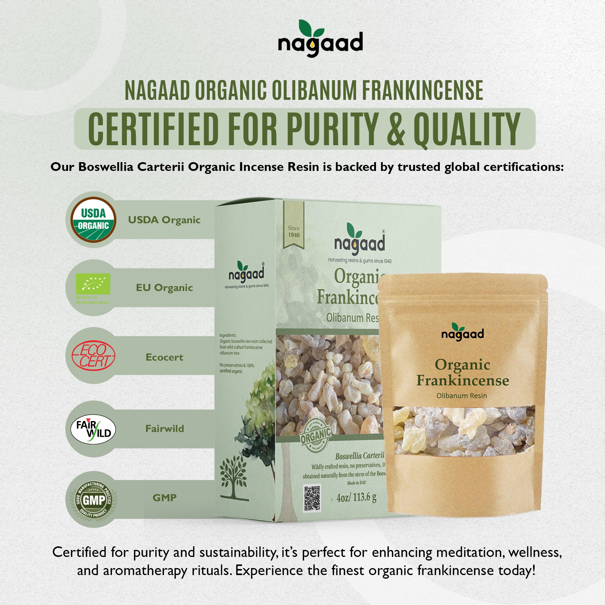 A single monstera leaf in a clear glass vase against a white background.