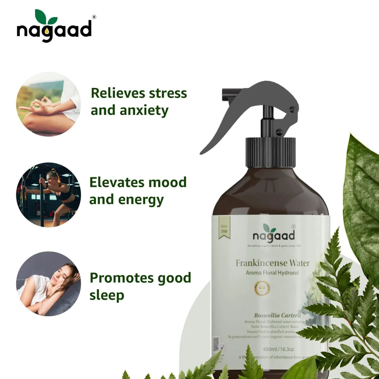 A single monstera leaf in a clear glass vase against a white background.