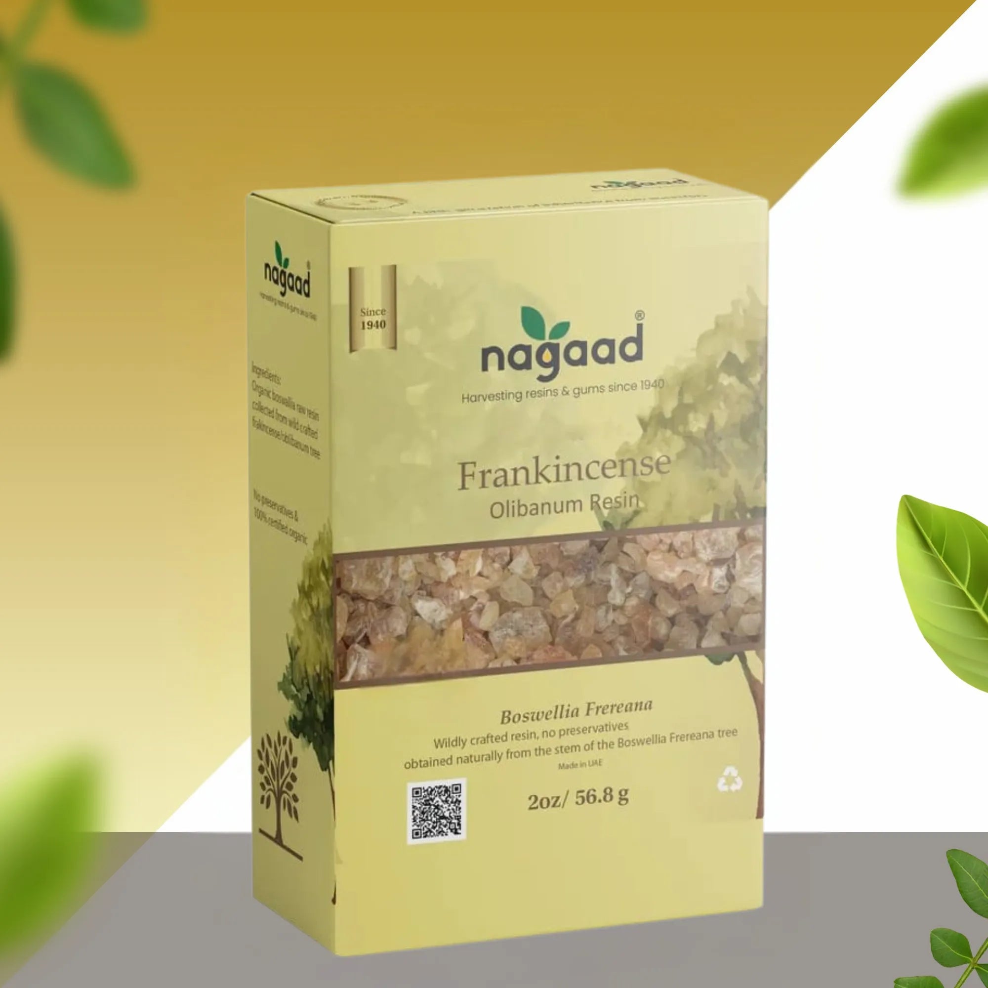 A single palm leaf in a clear glass of water on a white background.