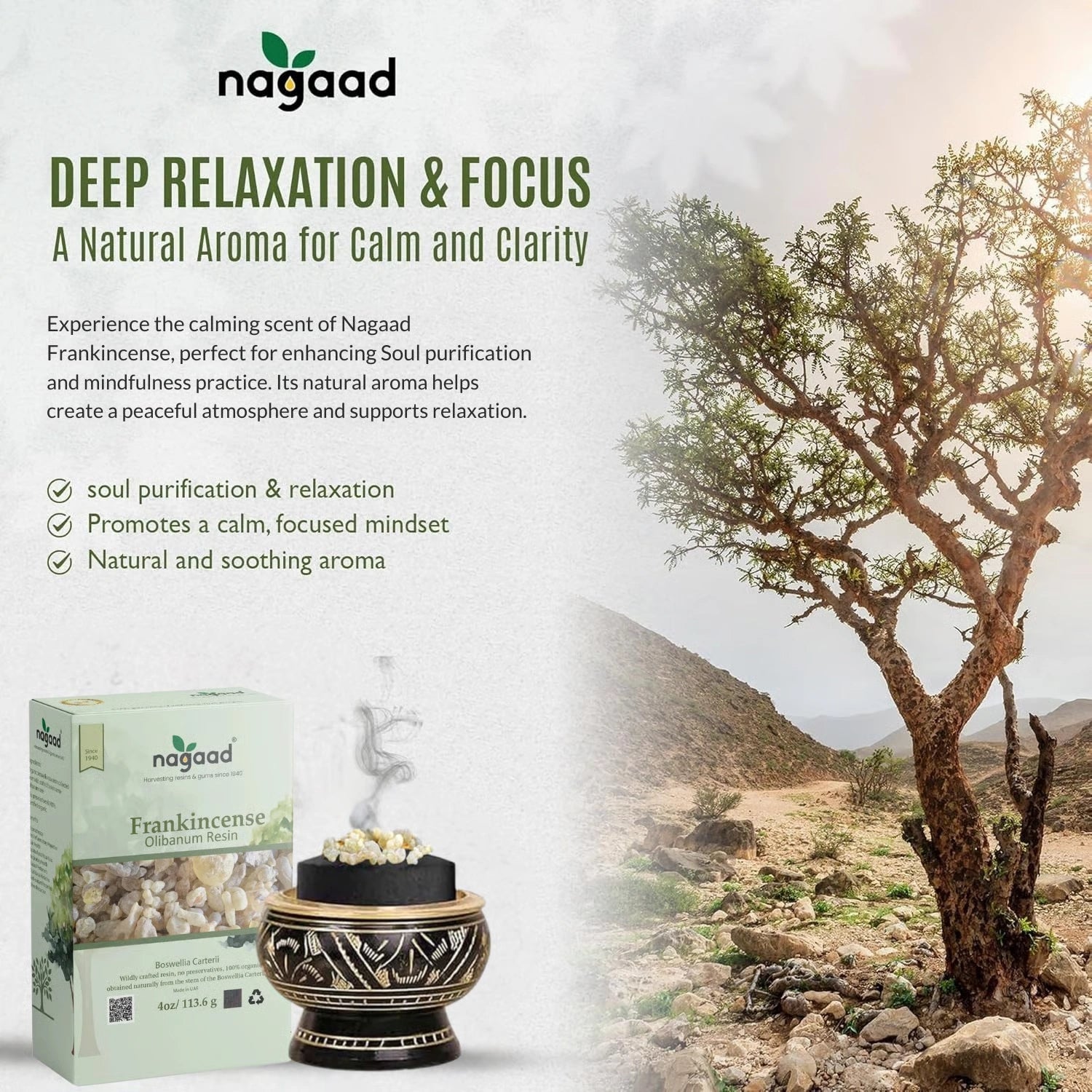 A single monstera leaf in a clear glass vase against a white background.