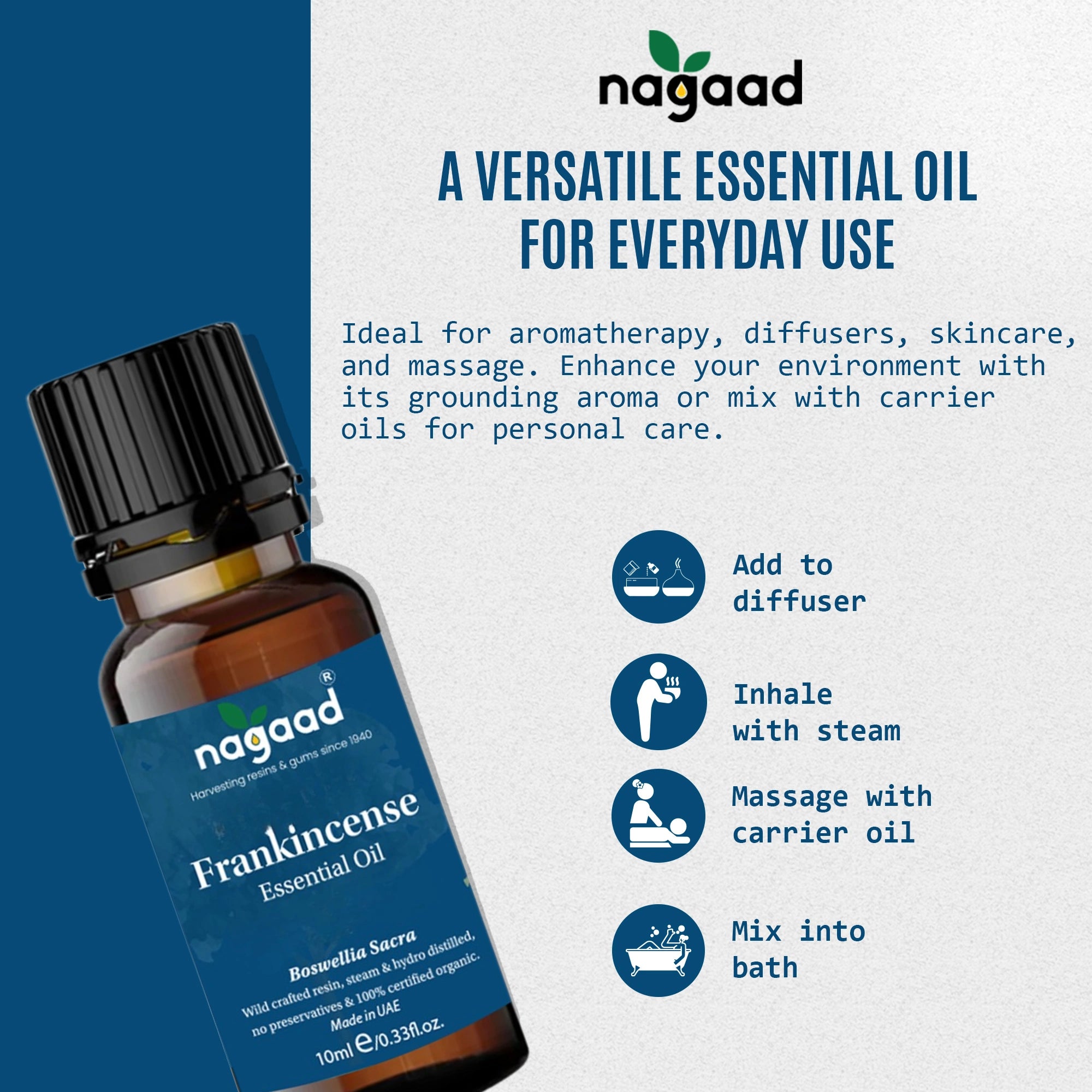 A single monstera leaf in a clear glass vase against a white background.