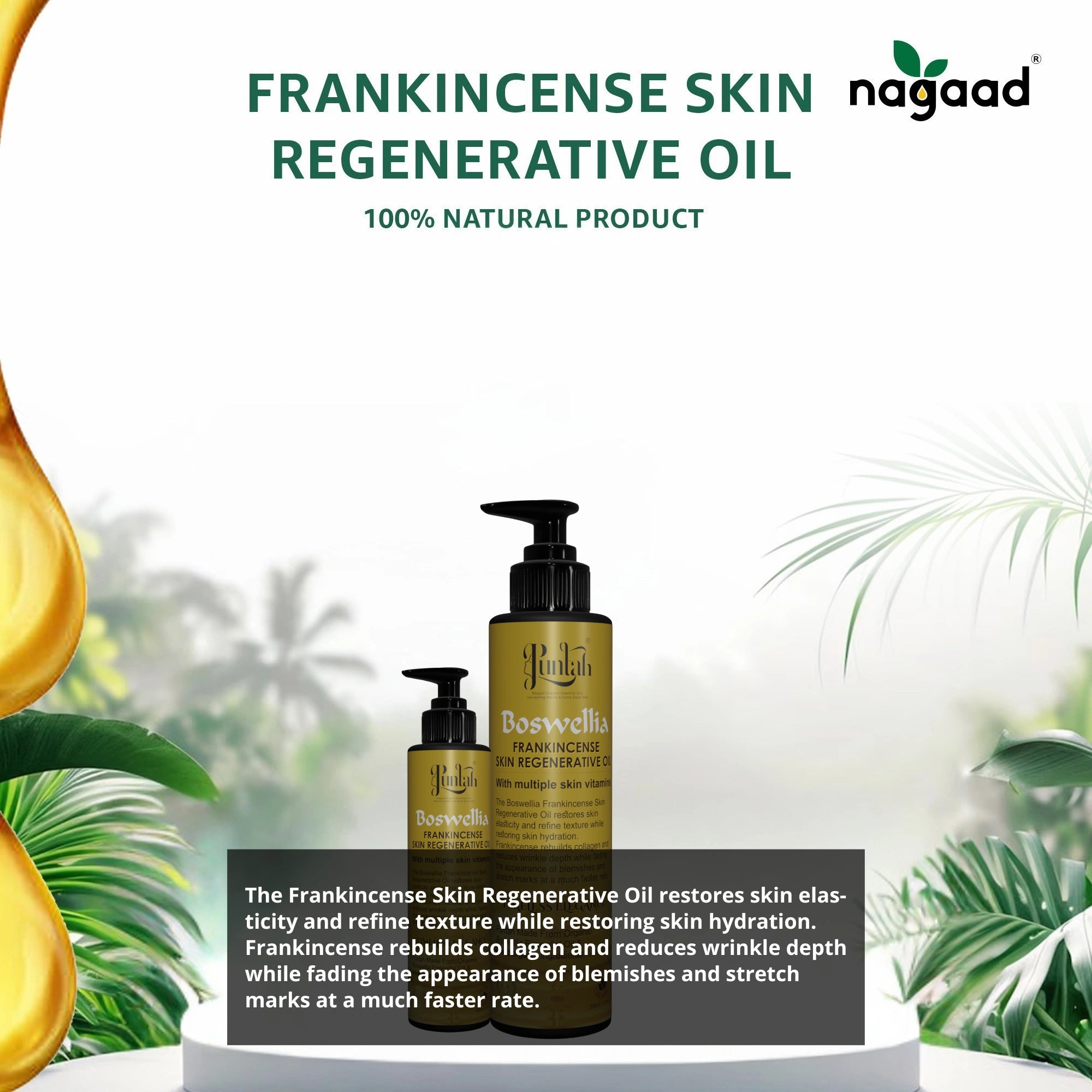 A single monstera leaf in a clear glass vase against a white background.